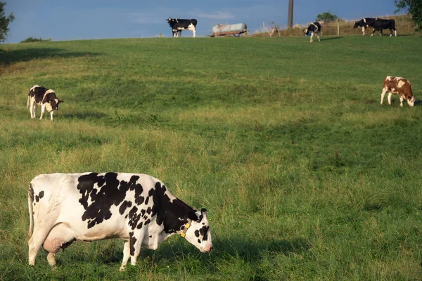 朝の光 シュヴェーヴィッシュ ドイツの近くの丘の上 放牧ホルスタイン種乳牛の群れと田舎の夏の風景 — ストック写真