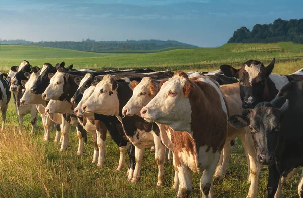 Hermoso Paisaje Rural Con Una Manada Vacas Holstein Exhibidas Fila — Foto de Stock