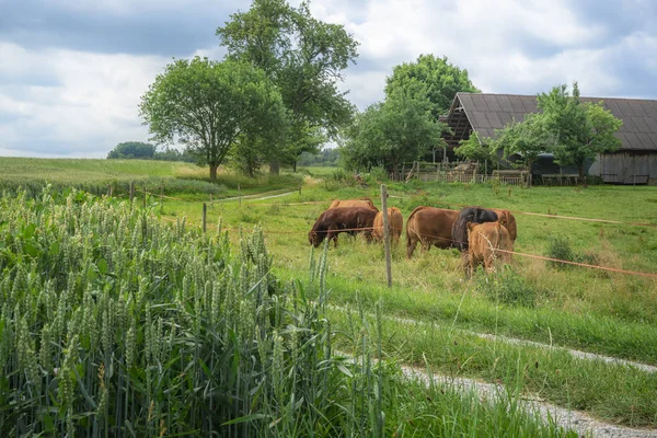 ドイツ シュヴェービッシュ ハルの近くの穀物畑に囲まれた緑の牧草地で 安定した約放牧の束と牧歌的な田園風景 — ストック写真