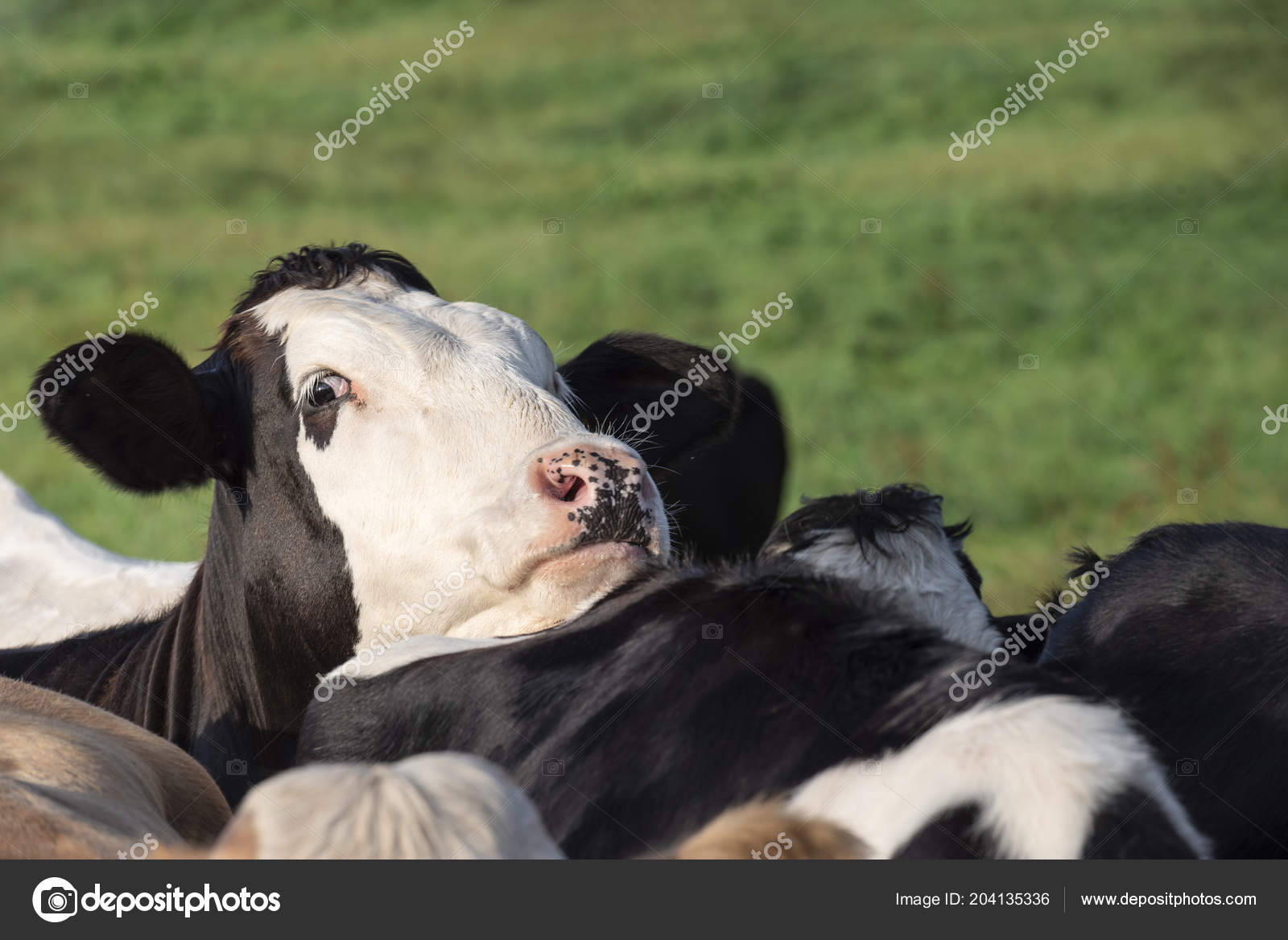 Drôle Recherche Vache Lait Holstein élever Tête Sur Les