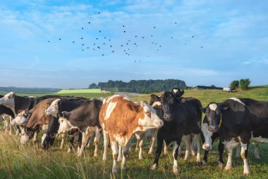 Güzel kırsal görüntü Holstein inek sürüsü ile yeşil mera ve üzerlerine, Almanya üzerinde mavi bir gökyüzü, uçan kuşlar sürüsü toghether toplandı.