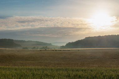 Kırsal manzara, orman ve mera, tepeler, sunrise Obersontheim town, yakınındaki sabah sis ile Almanya otlatma inek sürüsü ile.