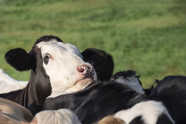Wyglądający Zabawny Holstein Mleka Krowiego Podnosząc Głowę Nad Inne Krowy — Zdjęcie stockowe