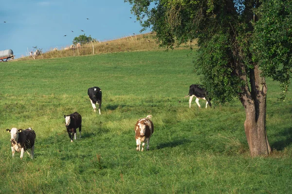 Holstein Süt Ineklerin Schwabisch Hall Almanya Yakınındaki Güneşli Bir Yeşil — Stok fotoğraf