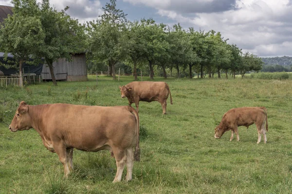 Paisagem Rural Pequeno Rancho Alemão Com Par Vacas Vermelhas Pastando — Fotografia de Stock