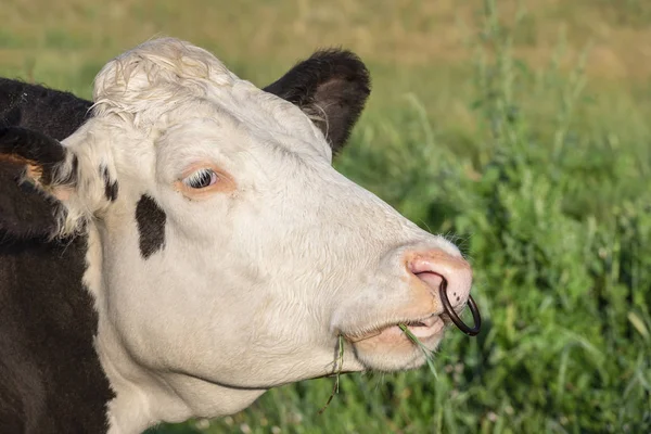 白と黒のホルスタイン種乳牛 その鼻にリング 草緑の草 ドイツの背景に その口の中でのヘッド ショット — ストック写真