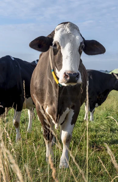 Suave Vaca Raza Holstein Con Orejas Divertidas Mirando Cámara — Foto de Stock