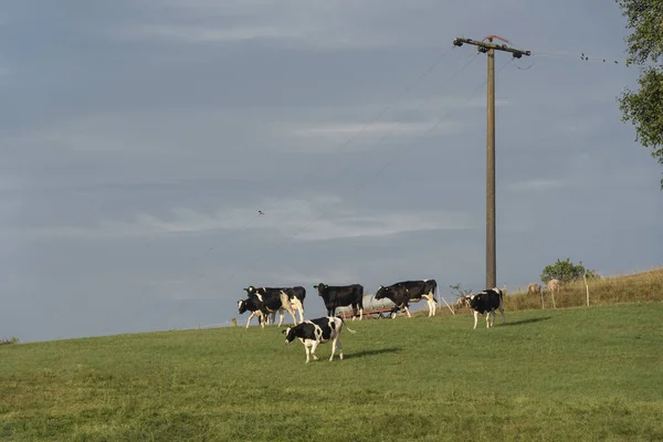 Beyaz Siyah Cins Alman Grubu Arasında Bir Tepe Üzerinde Holstein — Stok fotoğraf