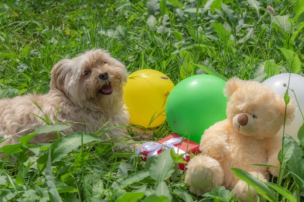 Birthday card idea with a cute Bichon Havanese dog laying on grass among colorful balloons, a red present and a teddy bear, on a sunny day of summer.