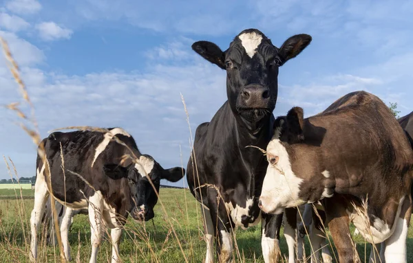 Black holstein cow raising head over other cow and look curious to the camera