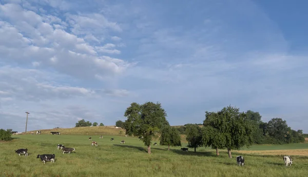 Paisagem Com Par Vacas Pastando Grama Verde Uma Fazenda Leiteira — Fotografia de Stock