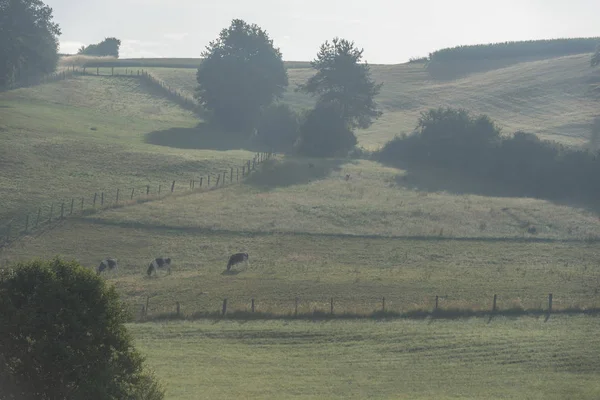 Paisagem Matinal Com Pequeno Grupo Vacas Pastando Nas Colinas Verdes — Fotografia de Stock