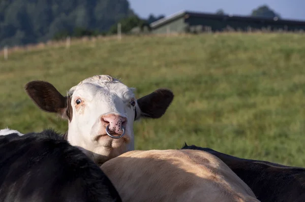 他の牛に頭を上げて鼻環を持つ若い雄牛の肖像画 — ストック写真