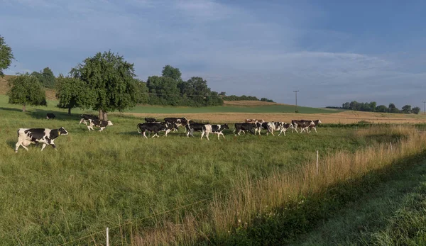 Bir Alman Grubu Içinde Bir Mera Üzerinde Çalışan Grup Holstein — Stok fotoğraf
