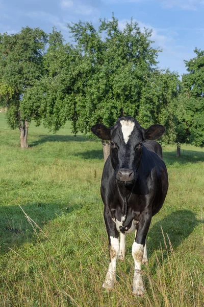 Vaca Holstein Joven Soltera Huerto Curioso Mirando Cámara — Foto de Stock