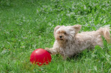 Yeşil çimlerin çalışan ve büyük bir kırmızı balon yazın güneşli bir günde yakalamak çok güzel küçük Havanese Bichon köpek,.