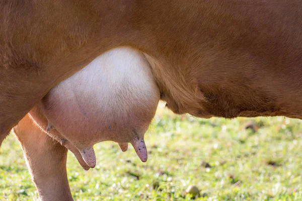 Close Beeld Met Een Grote Uier Vol Van Melk Van — Stockfoto