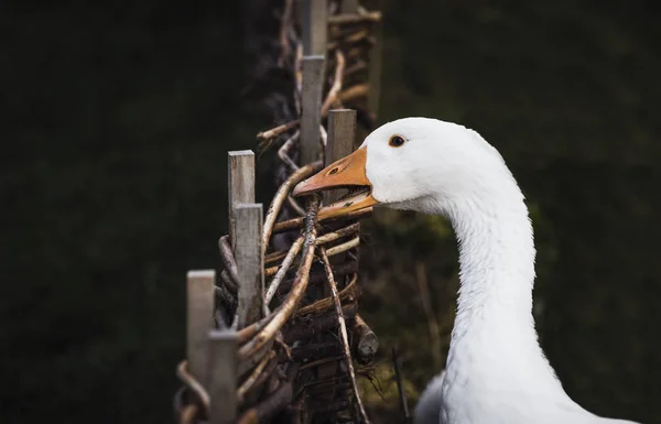 Angry goose biting from a wattle fence, in low light, while looking at the camera.