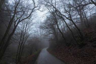 Bir orman ve kurutulmuş yaprakları yere ve Aralık sisin içinde soğuk bir sabah gidiş bir arka sokakta bir halı ile soğuk hava görüntü.