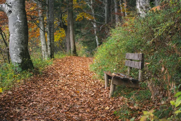 Autumn scene with an alley through a forest, covered by fallen colorful leaves and a weathered wooden bench, in Fussen, Bavaria region, Germany.