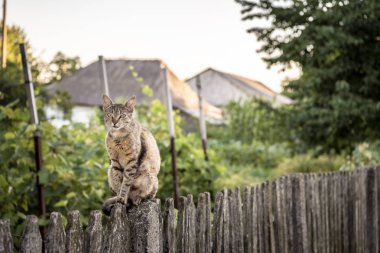 Adult cat sits on a weathered wooden fence in a countryside scenery. clipart