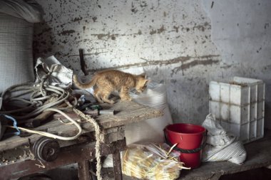 Bir kedi yavrusu bir Romen köyde bir evden bir tablo ile bir kırsal depolama odası iç