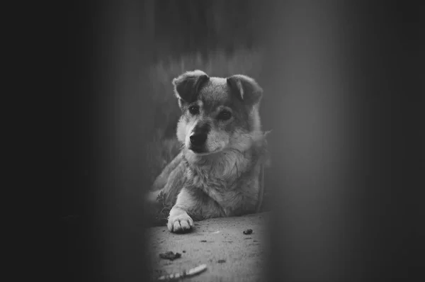 Cão Amigável Fotografado Através Das Placas Vedação Preto Branco — Fotografia de Stock