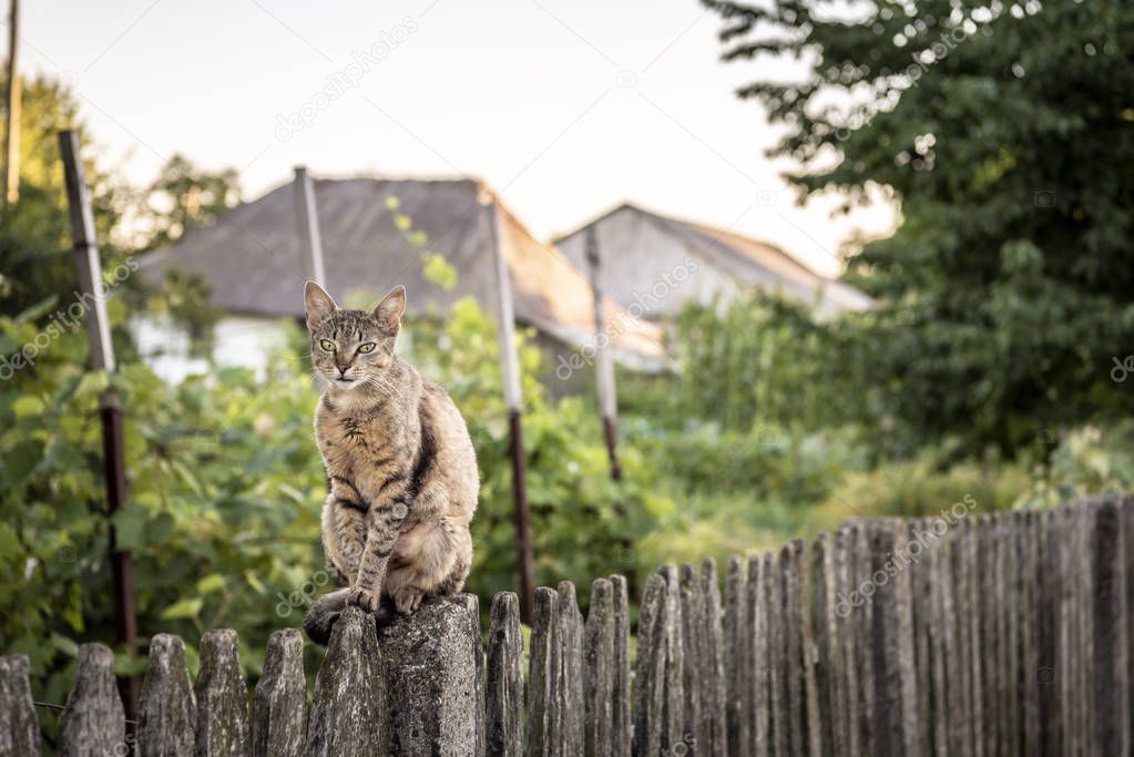 Adult cat sits on a weathered wooden fence in a countryside scenery.