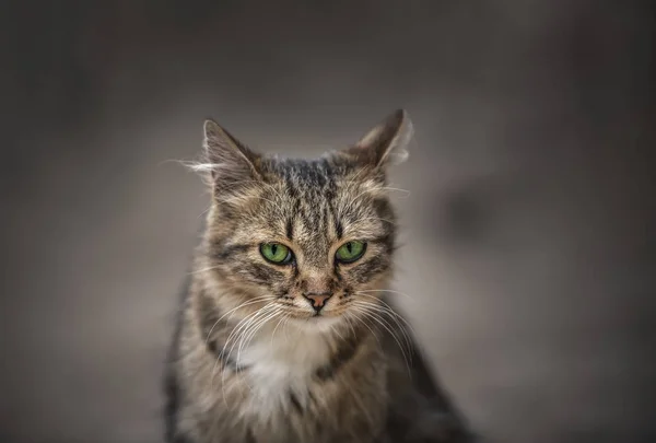 Portrait Chat Imposant Regard Perçant Aux Yeux Verts Fourrure Orange — Photo