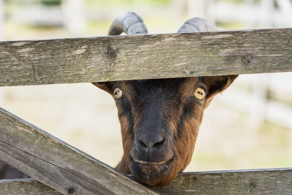 国内の茶色のヤギ木製フェンス越しの鼻を棒し カメラで興味津 に見える — ストック写真