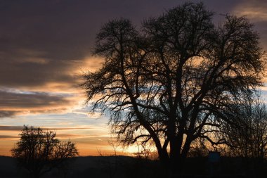 Yapraksız ağaç siluet sunrise, Schwabisch Hall, Almanya yakınındaki bir kış sabahı renkli gökyüzü ile güzel manzara.