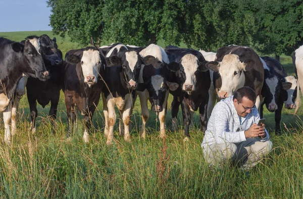 Imagen Divertida Con Hombre Mirando Teléfono Inteligente Montón Vacas Holstein — Foto de Stock