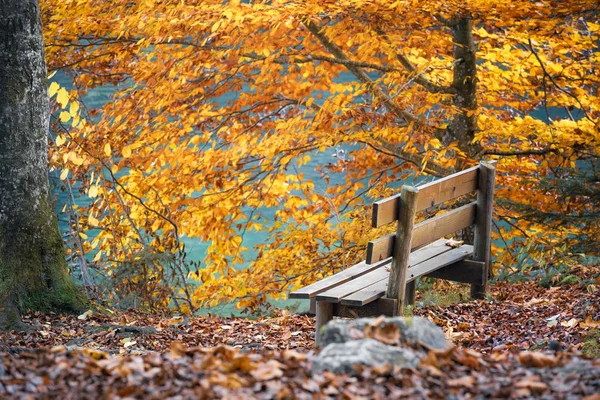 Dřevěná Lavička Břehu Jezera Alpsee Obklopen Stromy Listy Žluté Slunečného — Stock fotografie