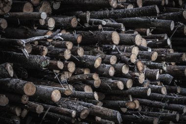 Bolca taze hasat, ağaç gövdeleri ile yakın çekim görüntü arka plan olarak görülen