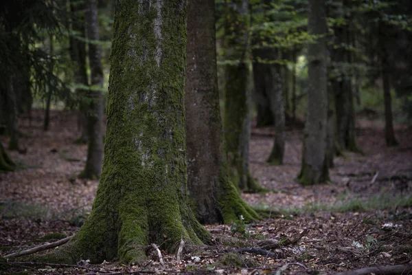Крупный План Лесу Старым Стволом Дерева Покрытым Зеленым Мхом — стоковое фото
