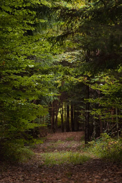 Runo Leśne Pokryte Opadłych Liści Drogę Lasu — Zdjęcie stockowe