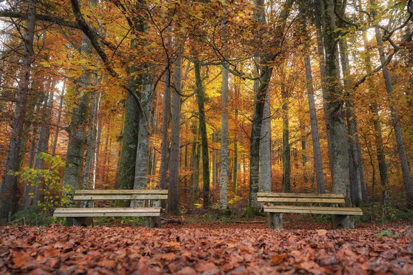 Paesaggio Autunnale Con Due Panchine Legno Tappeto Foglie Autunnali Una — Foto Stock