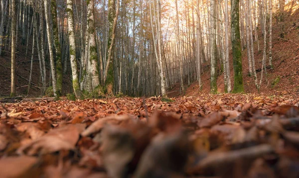 Zobrazení Úrovni Země Přes Podzimní Oranžové Listy Barevné Listnaté Lesy — Stock fotografie