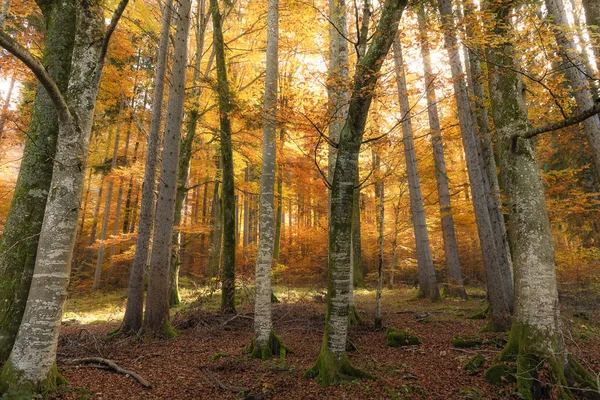 Foresta Decidua Colorata Metà Con Sole Metà Ombra Con Foglie — Foto Stock