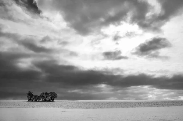 Černá Bílá Krajina Minimalistický Zimní Obrázek Několika Stromy Sám Velké — Stock fotografie