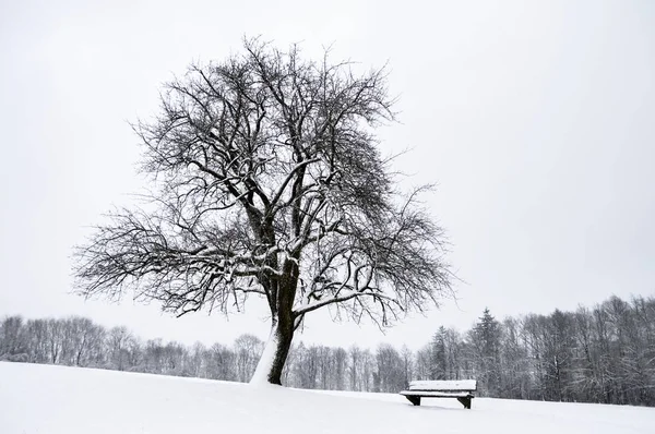 Minimalist winter landscape with a snowy tree and a wooden bench, on a hilltop, covered in snow, overcast sky and white surroundings, in Germany.