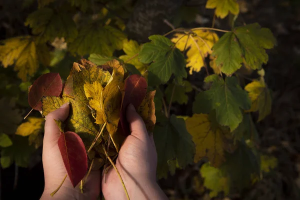 Yellow Brick Red Autumn Leaves Held Woman Hand Branch Sycamore — Stock Photo, Image