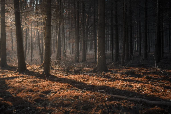 Зачарованный Лес Осеннего Цвета Темный Затененный Солнечными Лучами Пронизывающими Деревья — стоковое фото