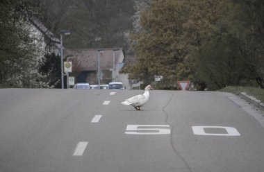 Komik ördek yavaş yavaş 50 km hız sınırı işareti ile bir sokakta yürüyen küçük bir Alman köyden yol yüzeyinde boyalı