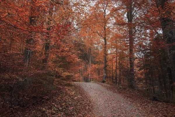 Farbenfrohe Herbstlandschaft Mit Einer Straße Durch Einen Laubwald Mit Herbstrotem — Stockfoto