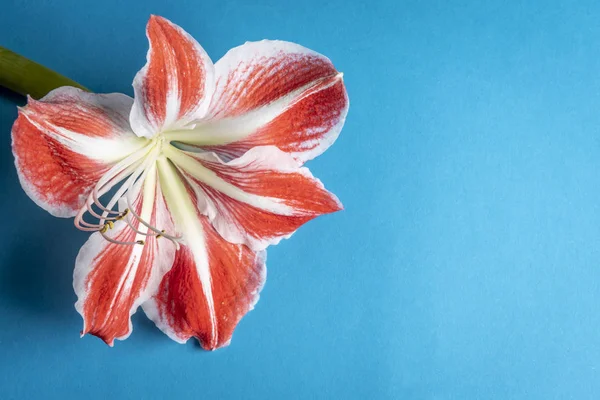 Flor Abierta Color Rojo Blanco Sobre Fondo Azul Estilo Minimalista — Foto de Stock