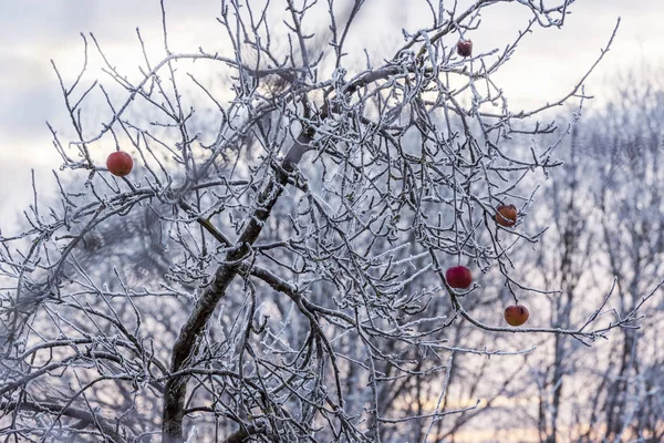 Czerwone Jabłka Lewo Aby Zamrozić Drzewie Zimne Dni Zimy Niemiecki — Zdjęcie stockowe