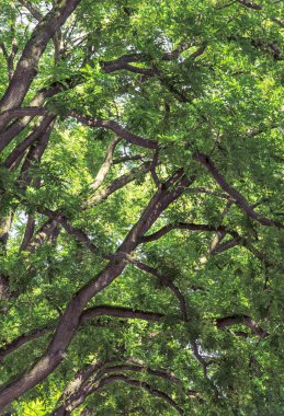 Ortam arka plan ile çok sayıda ağaç dalları ve güçlü yaz ışık yeşil yaprakları.