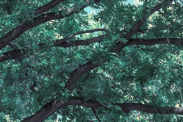 Tło Gałęziami Drzew Bogatymi Liśćmi Słoneczny Dzień Lata — Zdjęcie stockowe