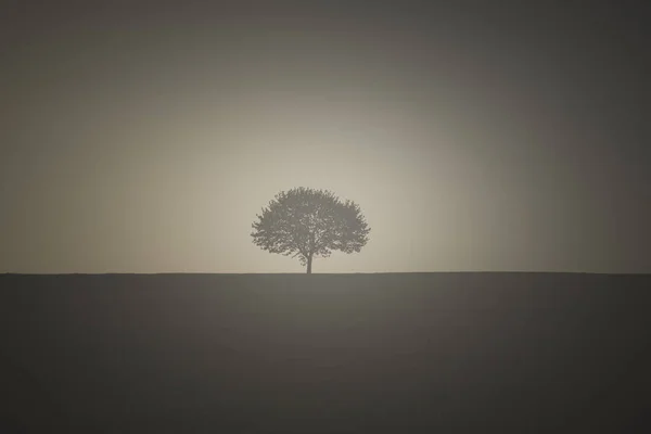 Jeden Strom Prázdné Louce Nímž Vychází Slunce — Stock fotografie
